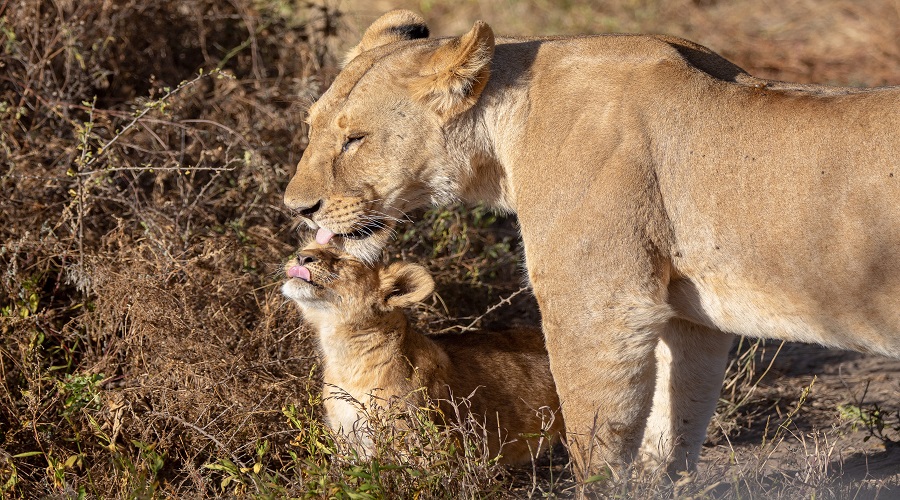 Explore Tanzania